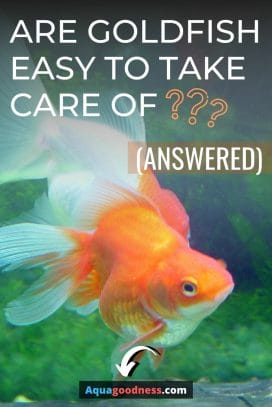 Are Goldfish Easy to Take Care of? (Answered) image
