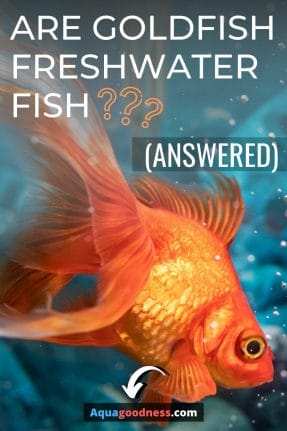 Are Goldfish Freshwater Fish? (Answered) image