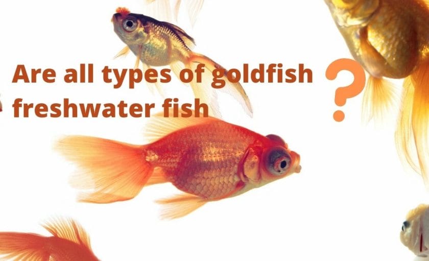 goldfish image with text "Are all types of goldfish freshwater fish?"