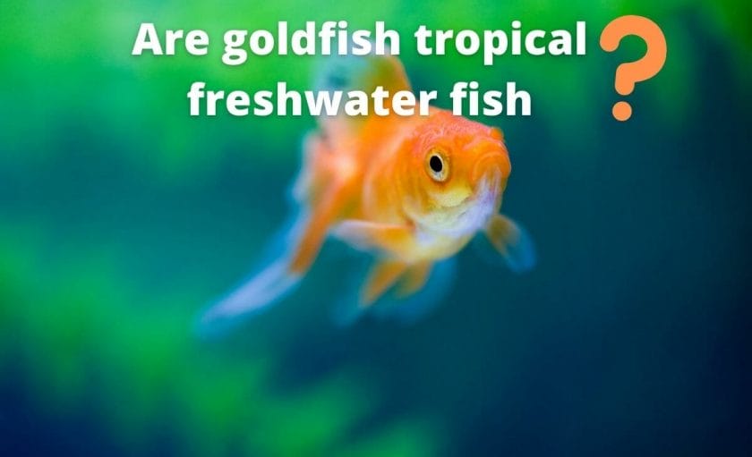 goldfish image with text "Are goldfish tropical freshwater fish?"