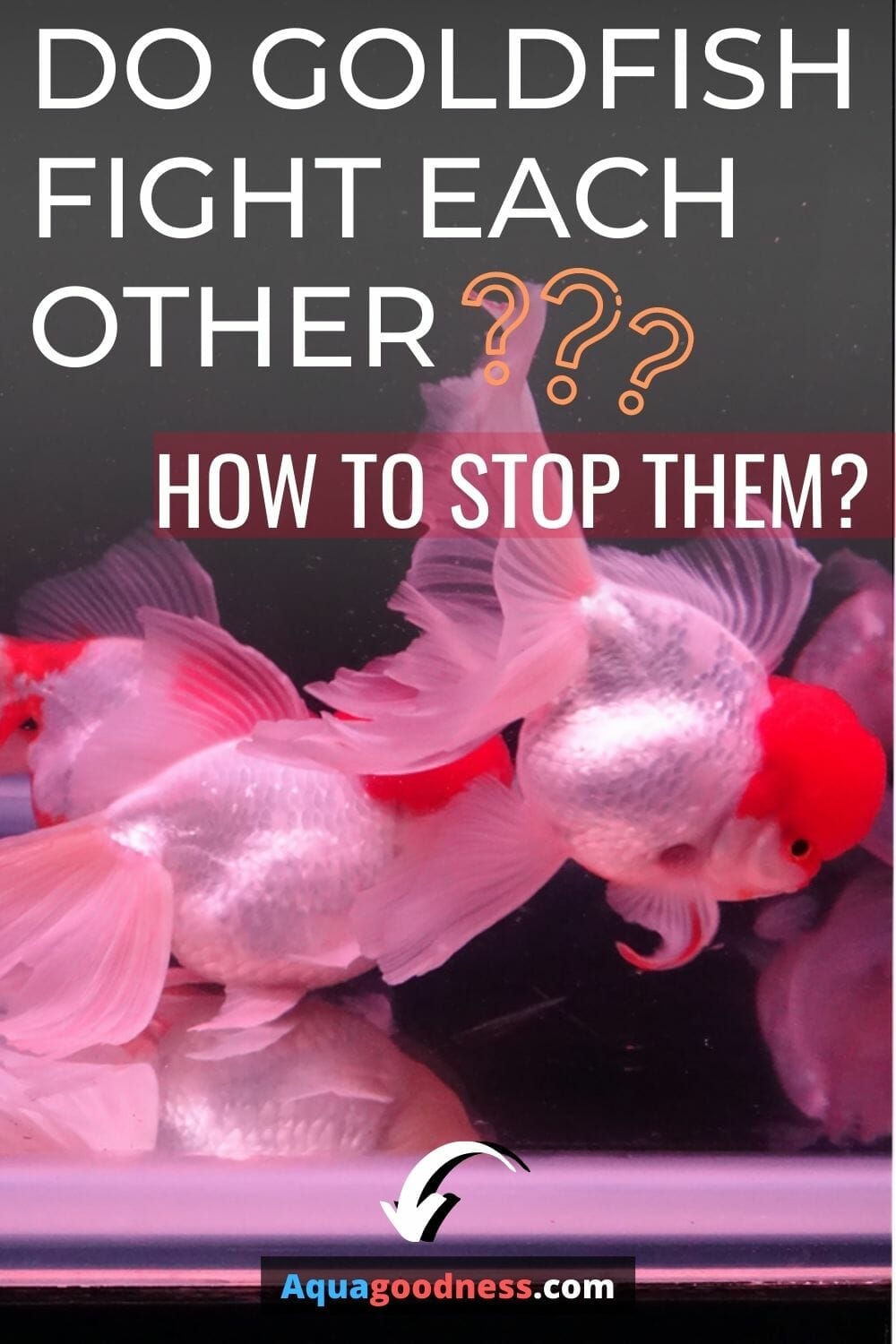 Do Goldfish Fight Each Other? (and How to Stop Them?) Aqua Goodness