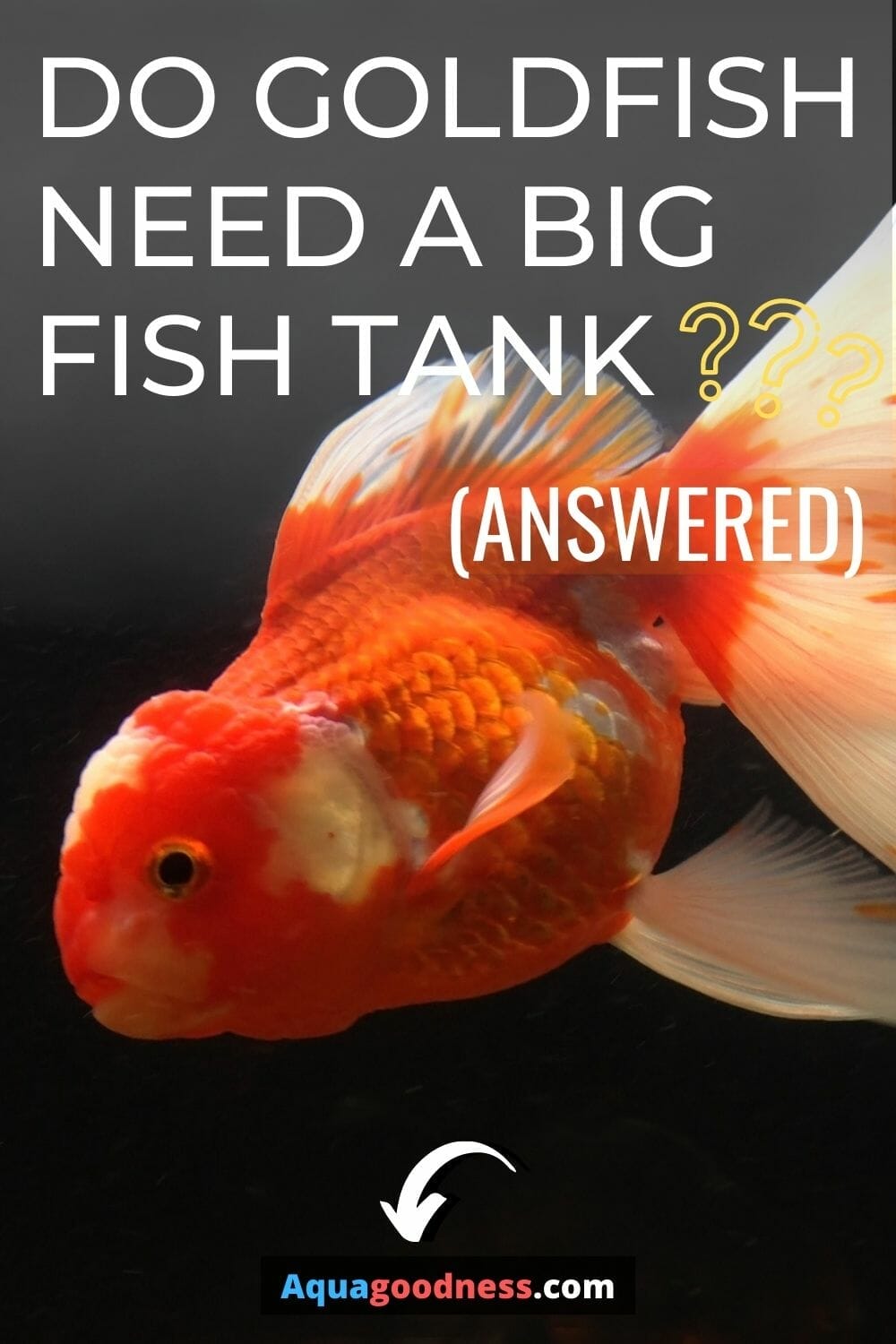 Do Goldfish Need a Big Fish Tank? (Answered) Aqua Goodness