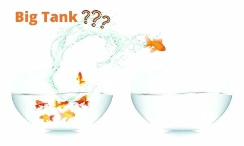 Do Goldfish Need a Big Fish Tank featured image