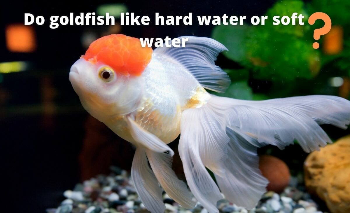 Goldfish 2025 hard water