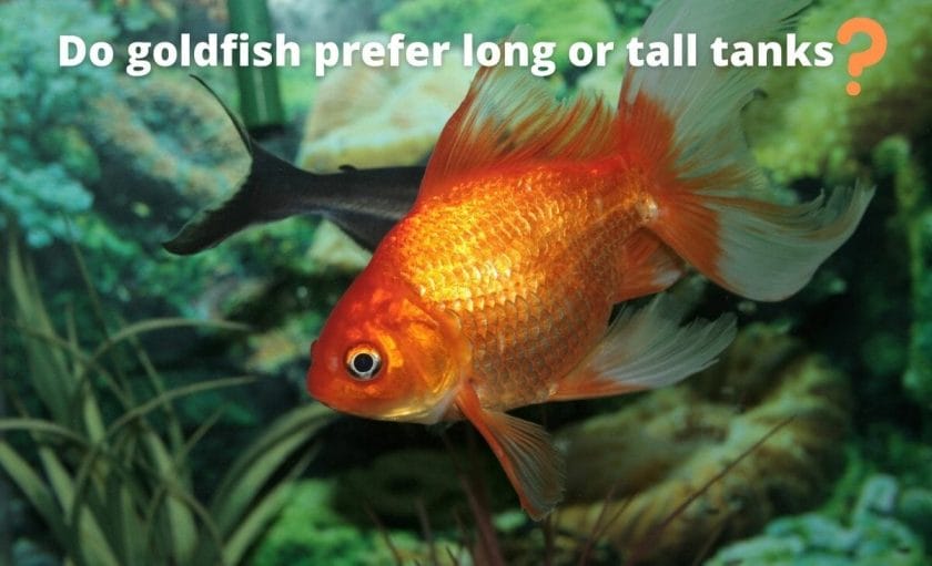 Goldfish image with text "Do goldfish prefer long or tall tanks?"