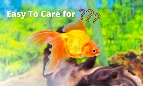 Are Goldfish Easy to Take Care of? (Answered) - Aqua Goodness