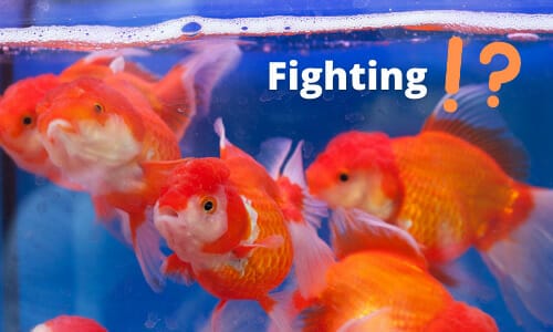 Do Goldfish Fight Each Other? (and How to Stop Them?) - Aqua Goodness