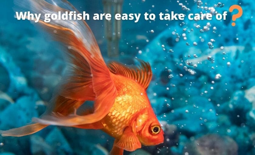 goldfish image with text "Why goldfish are easy to take care of?"