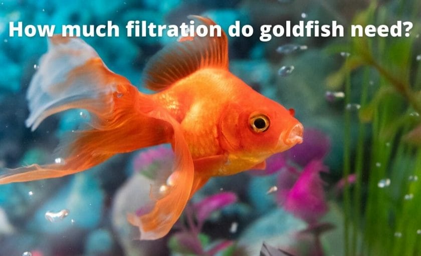 Goldfish image with text "How much filtration do goldfish need?"
