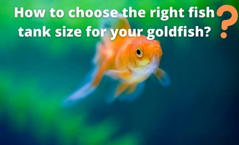 Goldfish image with text "How to choose the right fish tank size for your goldfish?"