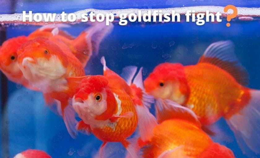 goldfish image with text "How to stop goldfish fight"