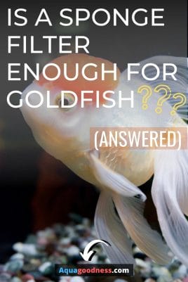 Is a sponge filter enough for goldfish? (Answered)