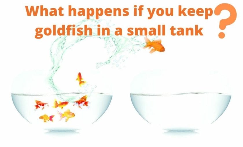 Goldfish image with text "What happens if you keep goldfish in a small tank?"