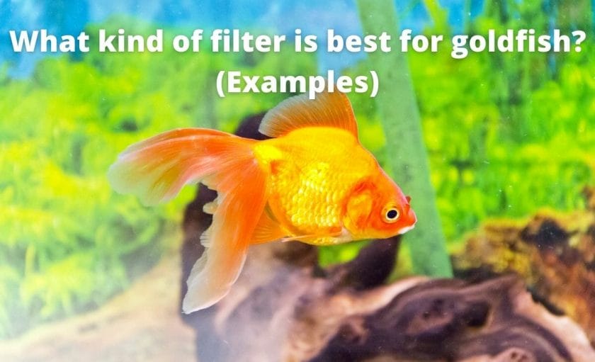 Goldfish image with text "What kind of filter is best for goldfish? (Examples)"