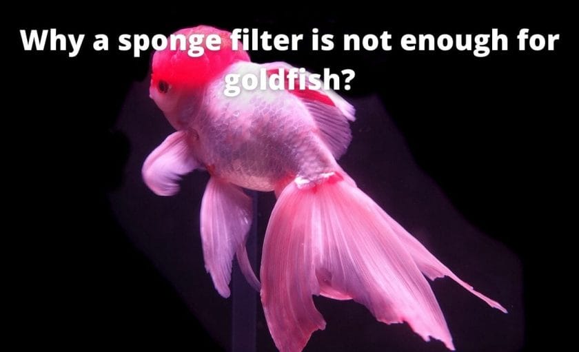 Goldfish image with text "Why a sponge filter is not enough for goldfish?"
