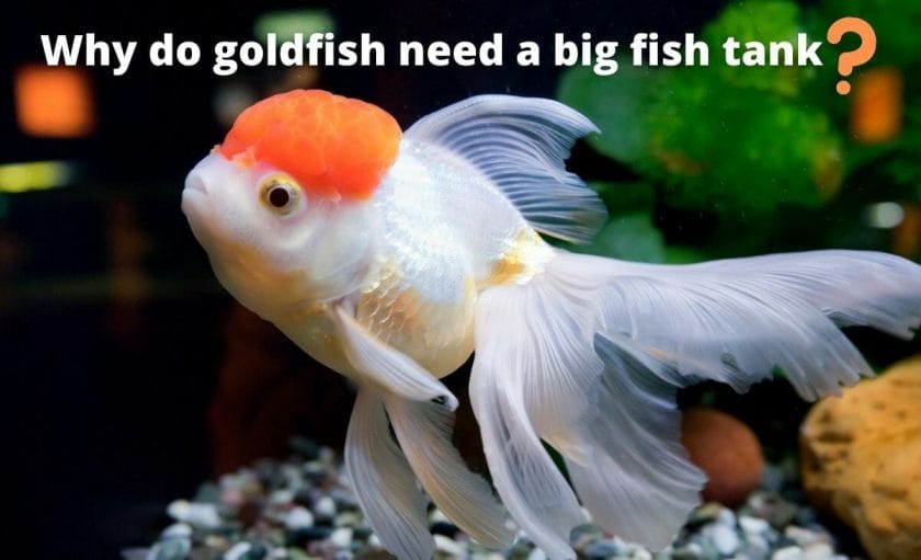 Goldfish image with text "Why do goldfish need a big fish tank?"