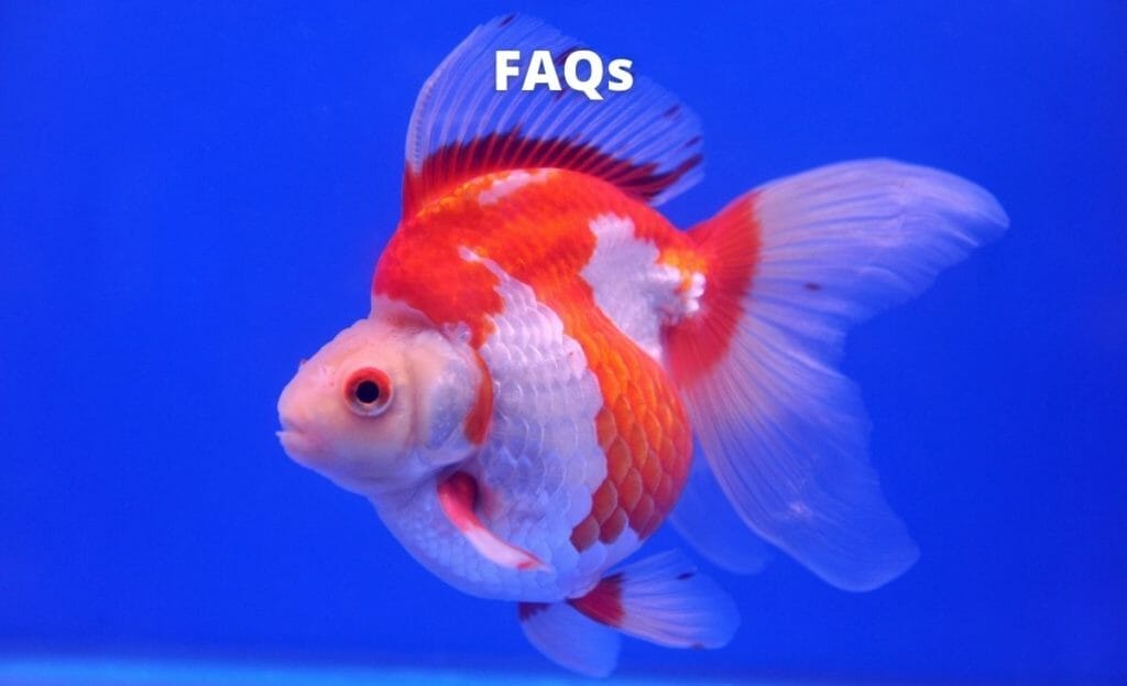 Do Goldfish Need a Big Fish Tank? (Answered) Aqua Goodness
