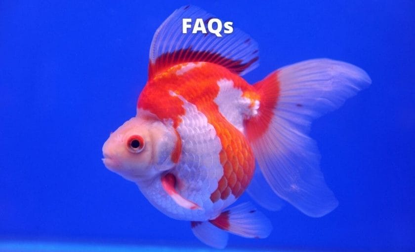 Goldfish image with text "faq"