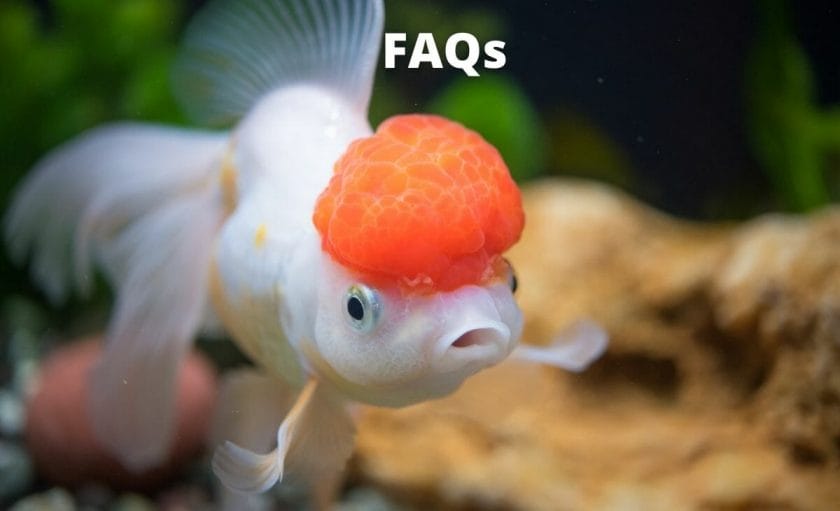 goldfish image with text "faq"