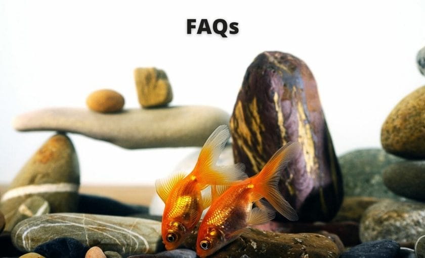 Goldfish image with text "faq"