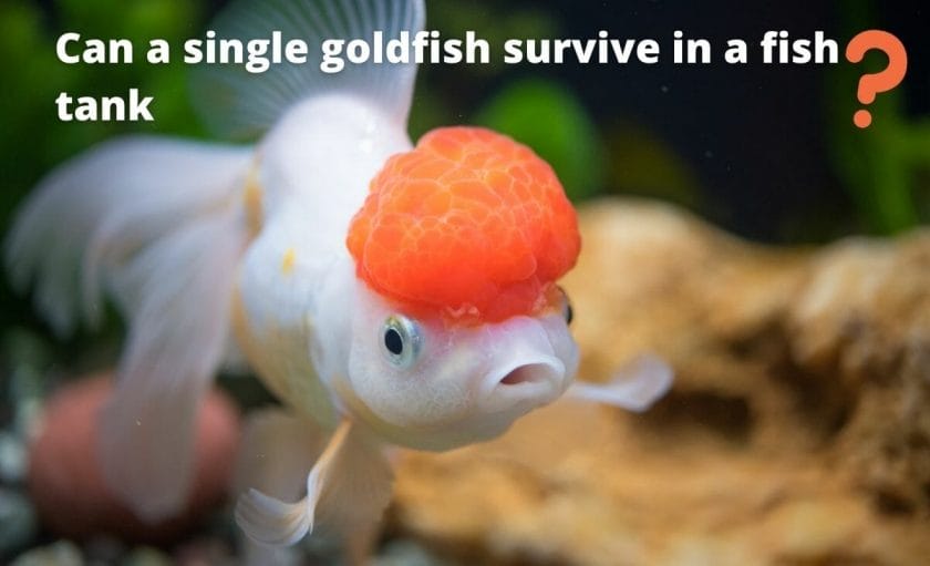 Goldfish image with test "Can a single goldfish survive in a fish tank?"