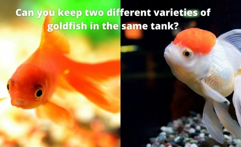 Goldfish image with test "Can you keep two different varieties of goldfish in the same tank?"