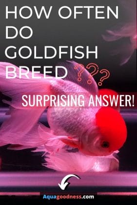 Goldfish image with text "How Often Do Goldfish Breed? (Surprising Answer!)"