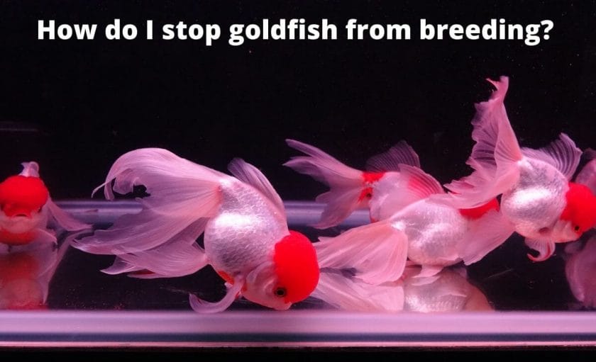 Goldfish image with text "How do I stop goldfish from breeding? "
