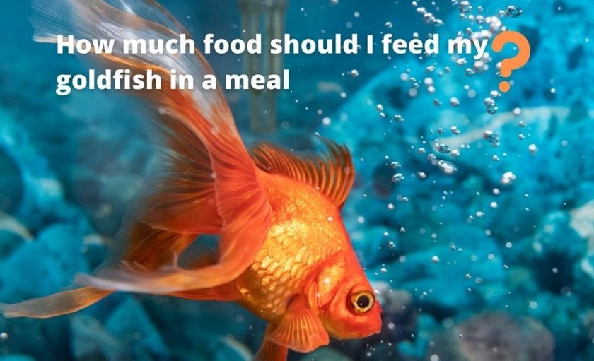 goldfish image with text "How much food should I feed my goldfish in a meal?"