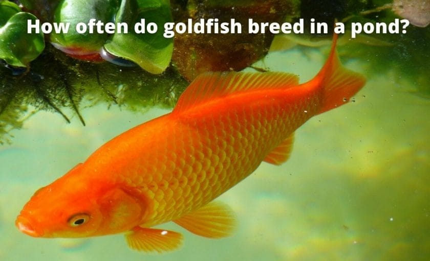 Goldfish image with text "How often do goldfish breed in a pond?"