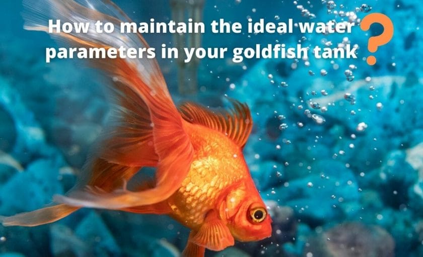 goldfish image with text "How to maintain the ideal water parameters in your goldfish tank?"