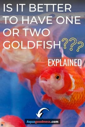 Goldfish image with test "Is It Better to Have One or Two Goldfish? (Explained)"