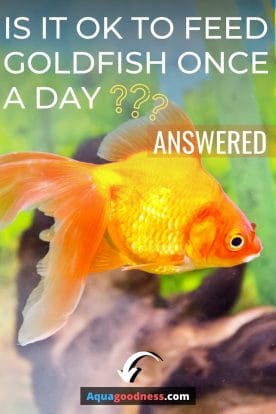goldfish image with text "Is It Ok to Feed Goldfish Once a Day? (Answered)"