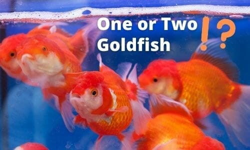Is It Better to Have One or Two Goldfish