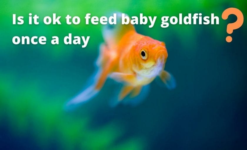 goldfish image with text "Is it ok to feed baby goldfish once a day? "