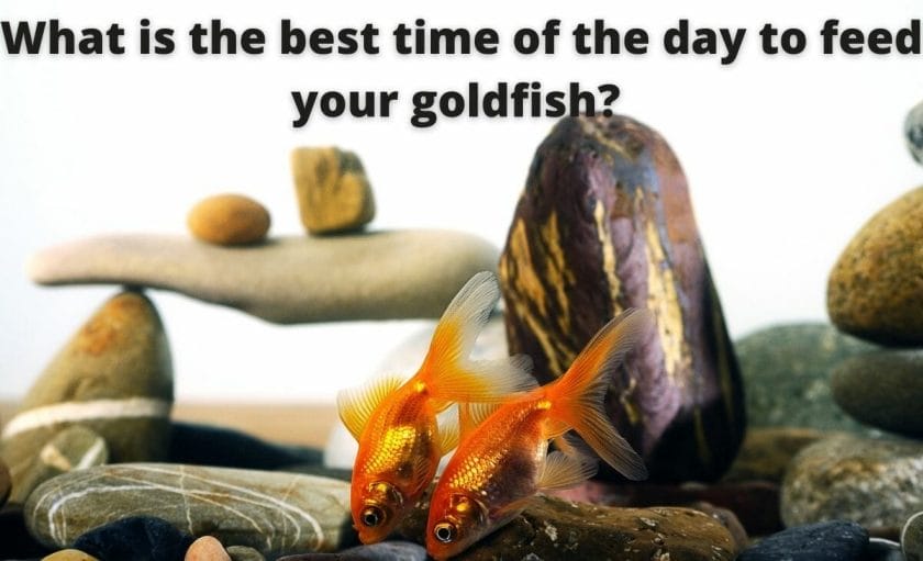 goldfish image with text "What is the best time of the day to feed your goldfish? "