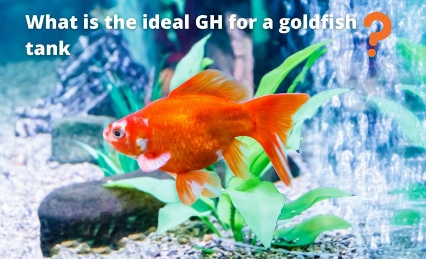 goldfish image with text "What is the ideal GH for a goldfish tank?"