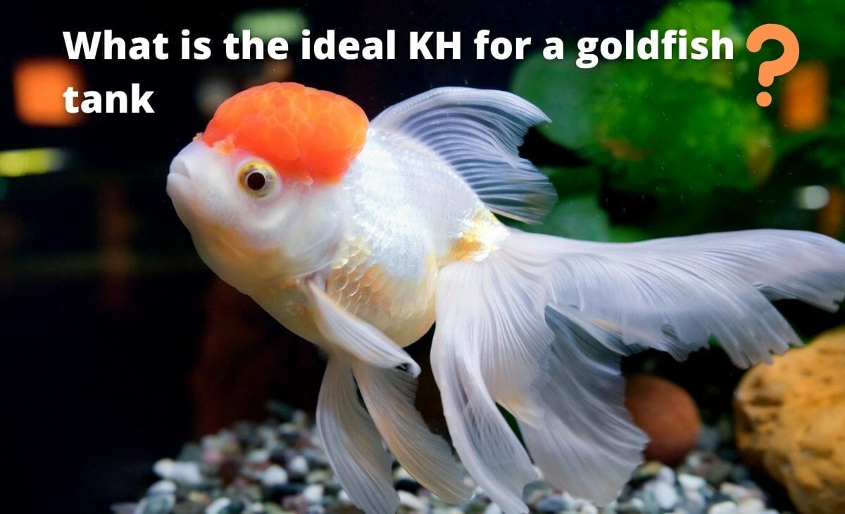 goldfish hard water