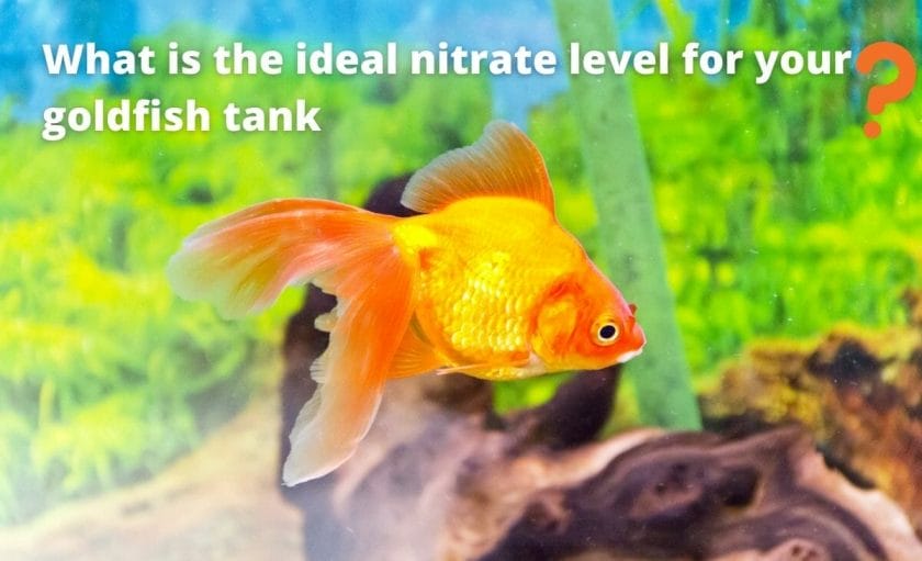 goldfish image with text "What is the ideal nitrate level for your goldfish tank?"