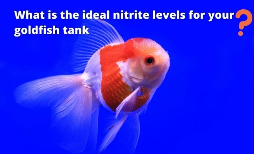 goldfish image with text "What is the ideal nitrite levels for your goldfish tank?"