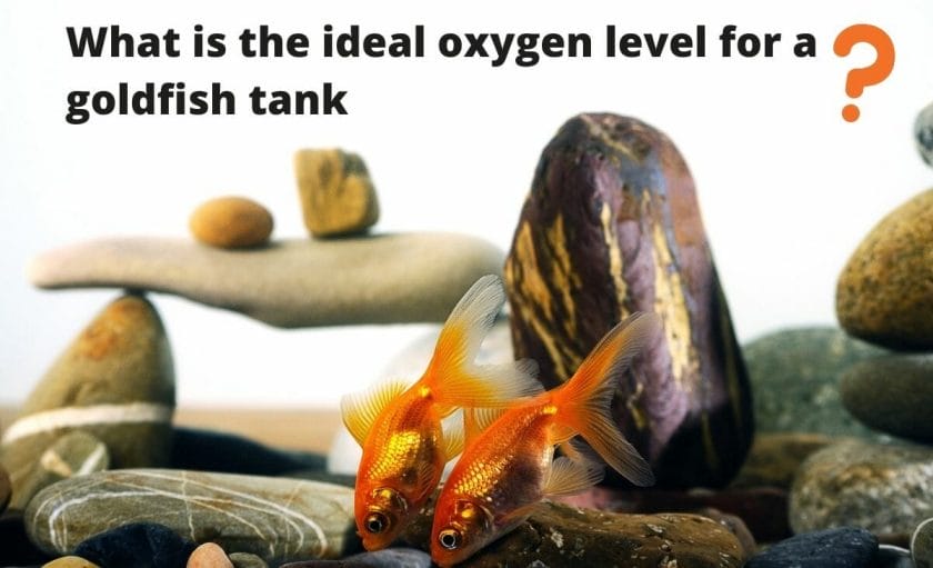 goldfish image with text "What is the ideal oxygen level for a goldfish tank?"