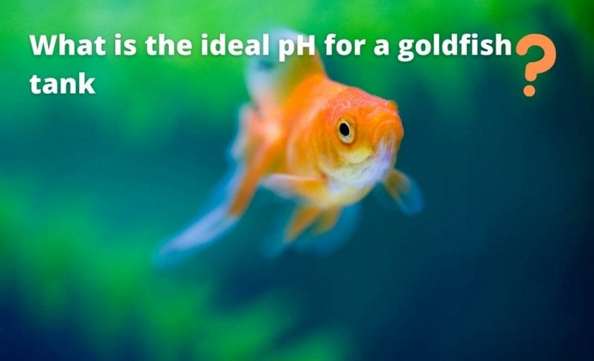 goldfish image with text "What is the ideal pH for a goldfish tank?"