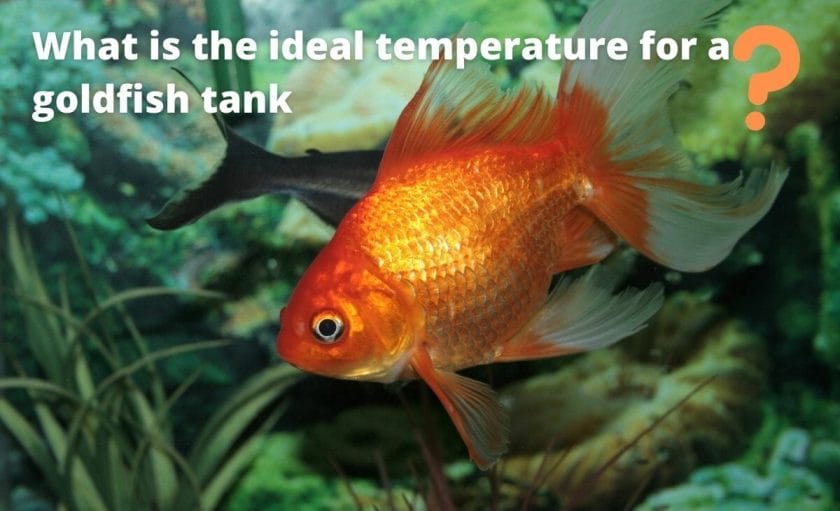 goldfish image with text "What is the ideal temperature for a goldfish tank?"