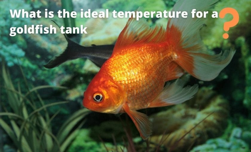 goldfish image with text "What is the ideal temperature for a goldfish tank?"