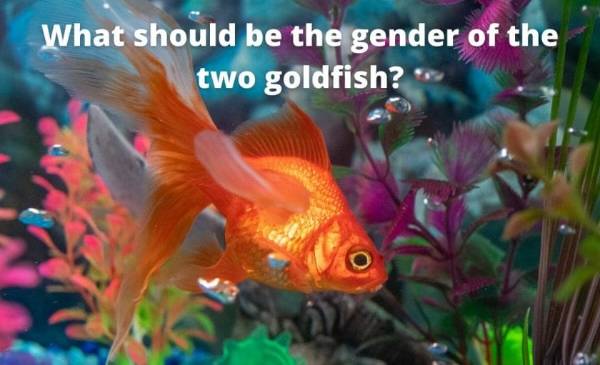 Goldfish image with test "What should be the gender of the two goldfish?"