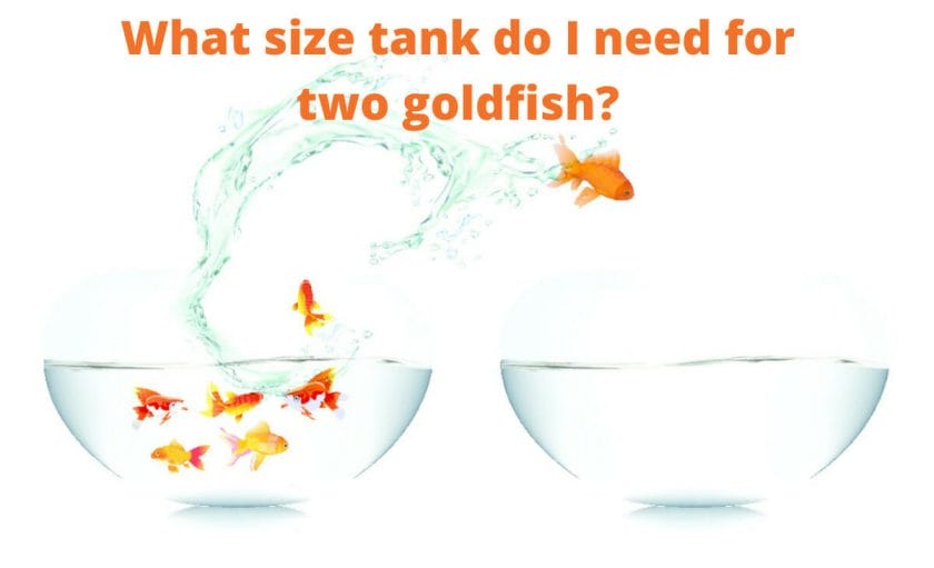 Goldfish image with test "What size tank do I need for two goldfish?"