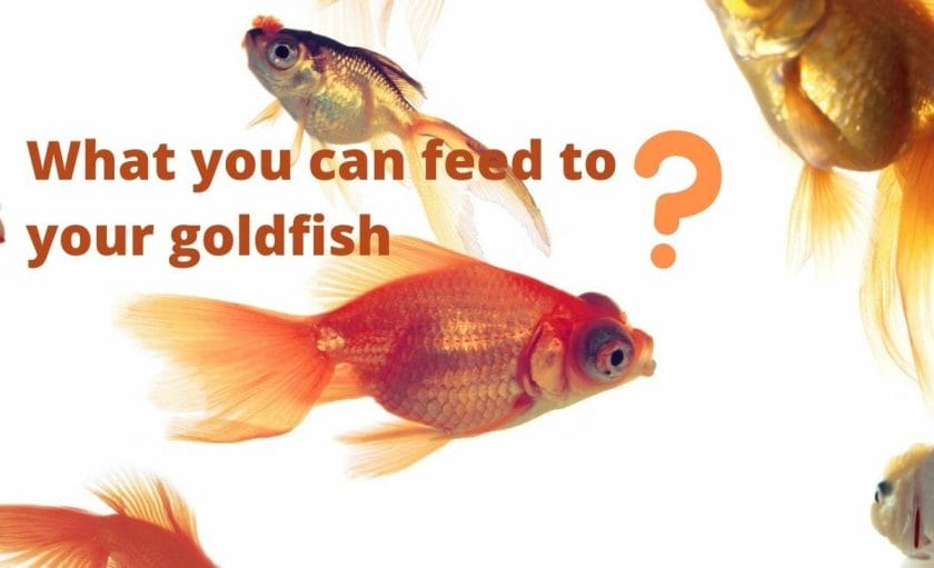 goldfish image with text "What you can feed to your goldfish? "