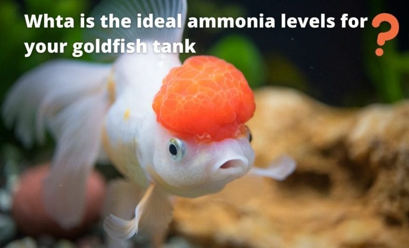 goldfish image with text "What is the ideal ammonia levels for your goldfish tank?"