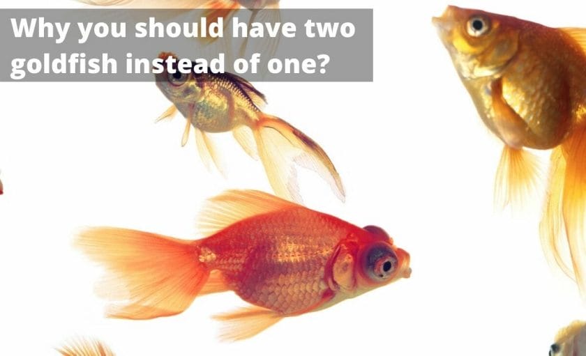 Goldfish image with test "Why you should have two goldfish instead of one?"