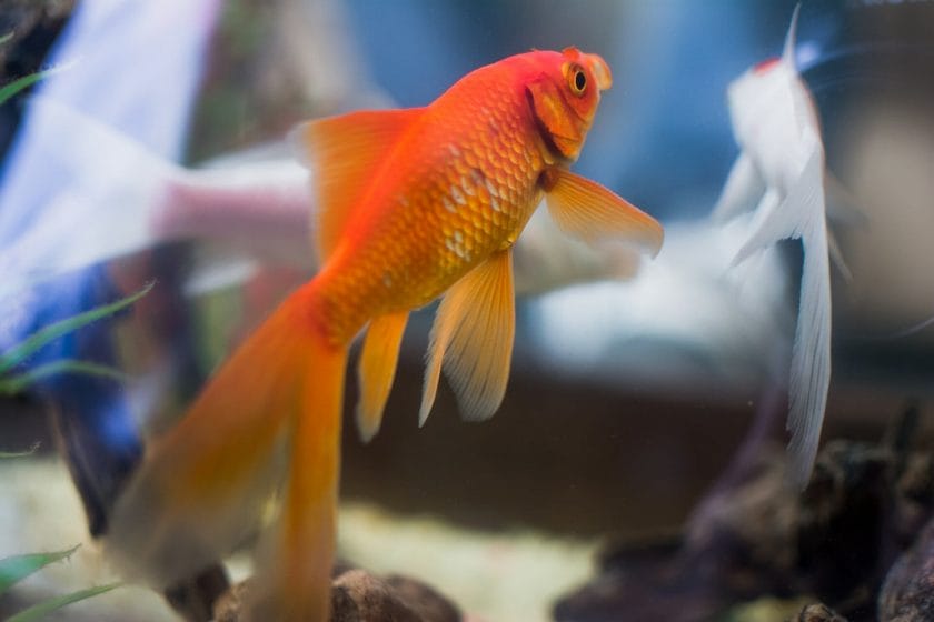 comet goldfish